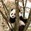 fengmingqin1